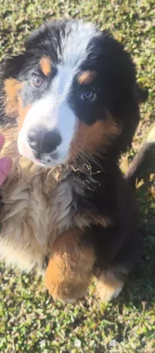 Bernese macho filhote