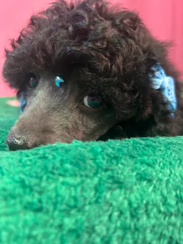 Poodle toy macho