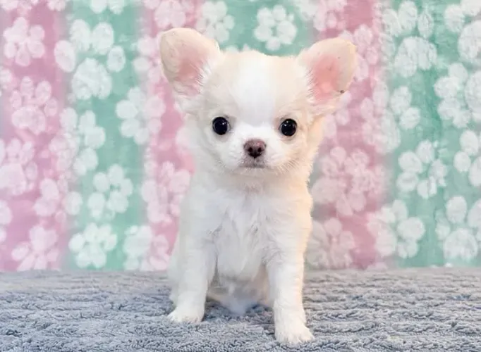 Chihuahua fofo 