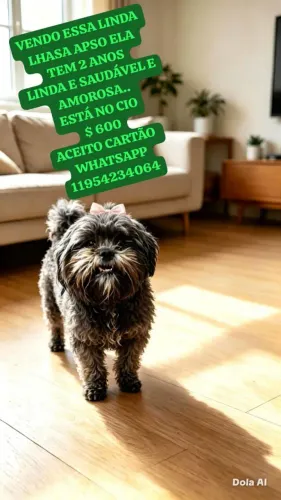 VENDO LINDA CACHORRINHA DE LHASA APSO 2 ANOS SUPER AMOROSA