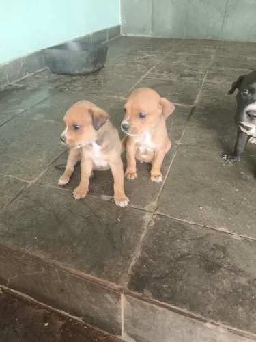 Estou doando filhotes de Rottweiler com Pitbull