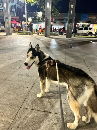 Doação - Husky Siberiano- Macho 