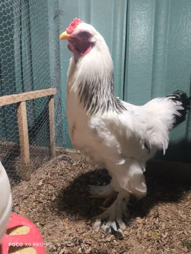 Galo Brahma light 