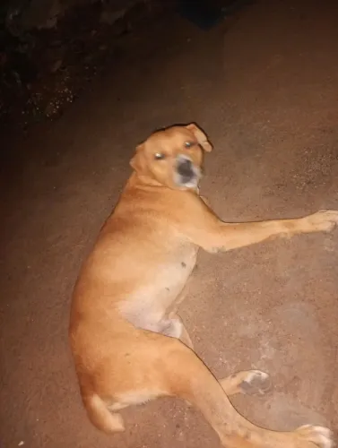 Cachorro ? disponível para doação,a procura de um Lar.