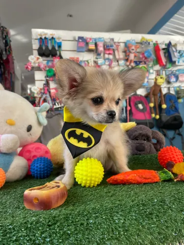 Chihuahua macho com 3 dose de vacina $3.400,00
