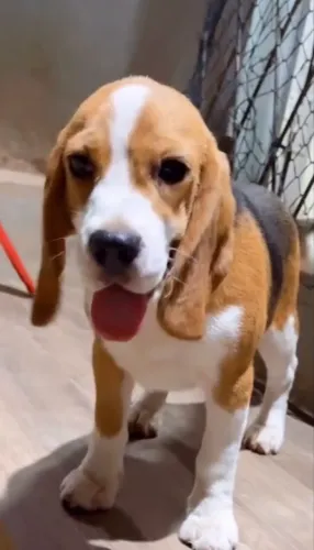 Beagle fêmea adoção responsável 2 anos