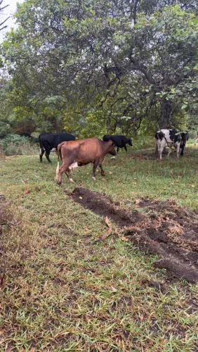 LOTE DE 26 VACAS EM LACTAÇÃO PRODUZINDO 590 LTRA DIA