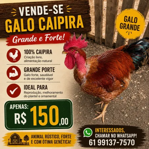 Galo Caipira 150