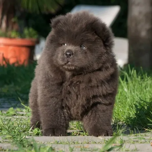 Chow Chow fêmea com um brinde o pedigree no seu nome..