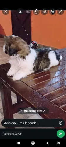 Shitzu