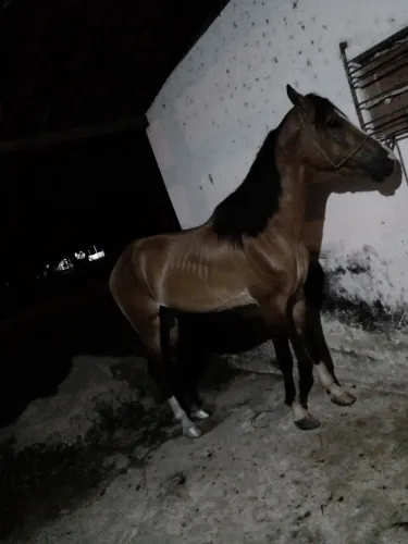 Cavalo.mangalarga