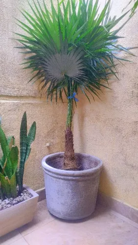 PALMEIRA LEQUE + VASO DE CIMENTO REFORÇADO