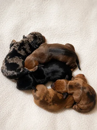 Filhotes de Teckel Dachshund Salsicha