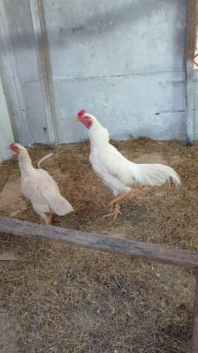 Galo indio exótico 