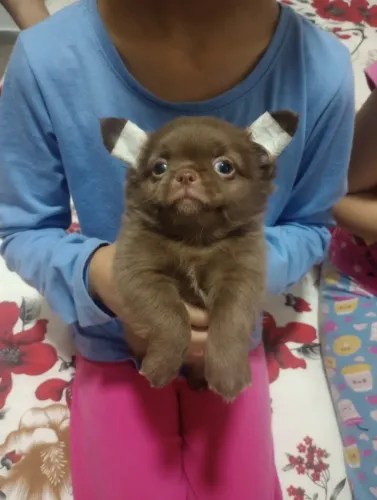 Chihuahua chocolate Macho - Entrego Hoje.