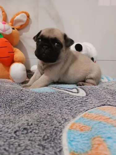 Filhote pug 