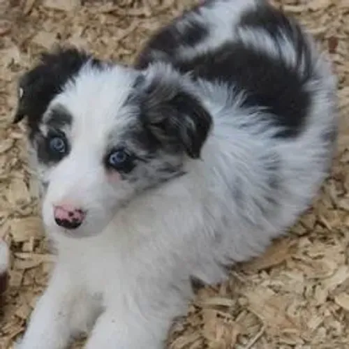 Border Collie,Border Collie Filhote Saudável Excelente Companhia