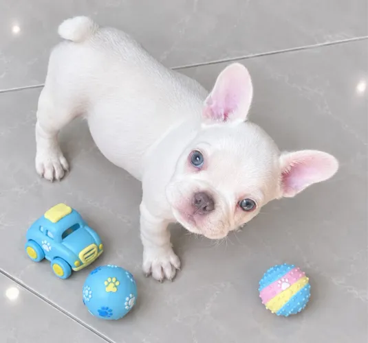 Bulldog Francês 