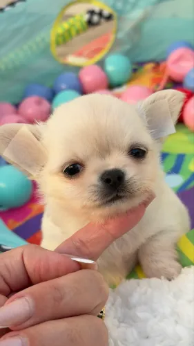 Chihuahua macho creme micro pêlo longo