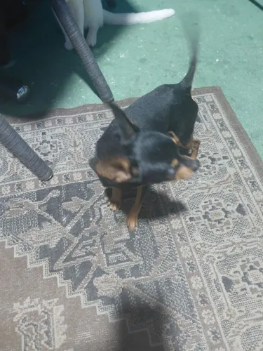 Procuro fêmea p cruzar n 1