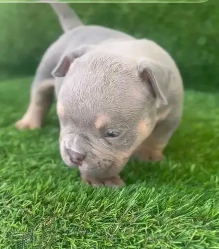 American bully macho 