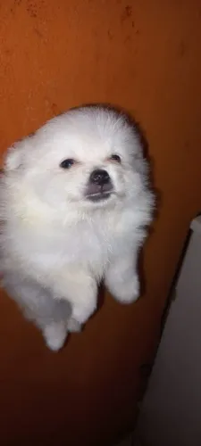 FILHOTE LULU DA PUMERÃNIA MACHO