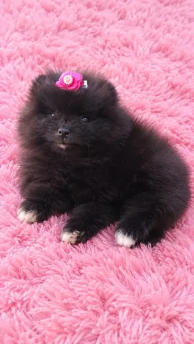 Lulu da pomerânia fêmea
