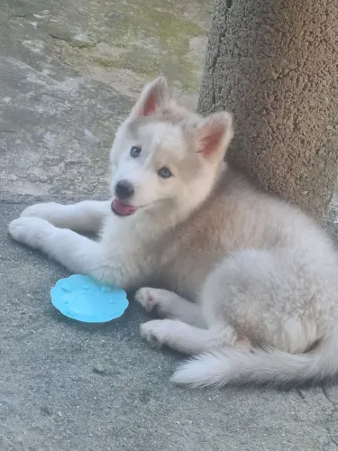 Husky siberiano fêmea 
