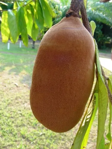 Fruta Cupuaçu Cupuassu Poupa pasta