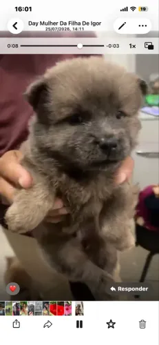 Chowchow 