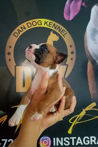 Filhotes da raça Boxer