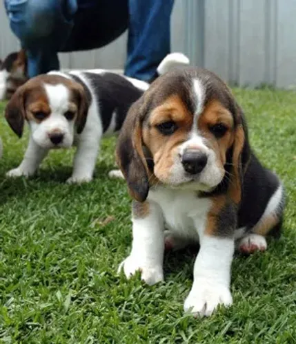 Beagle com pedigree 