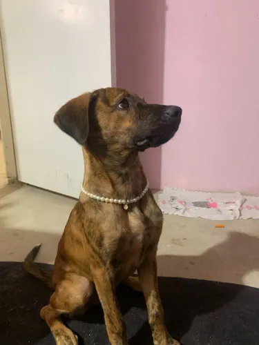 Doação de cachorra