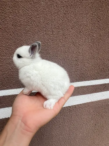 Coelhos anao netherland