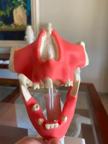 Manequim de cirurgia odontológica
