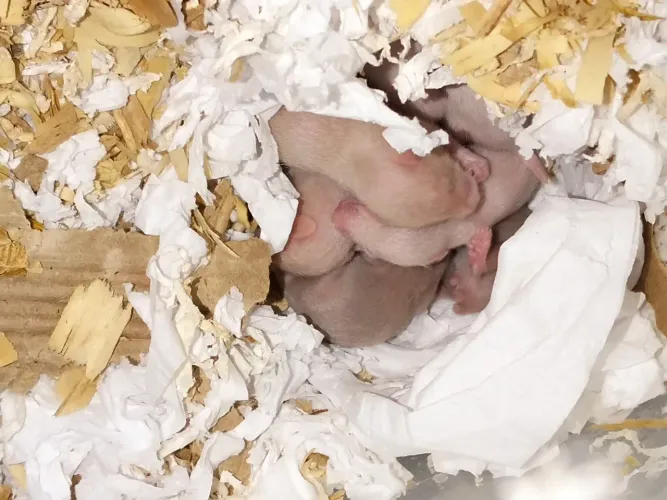 Filhotes de Hamster Sírio