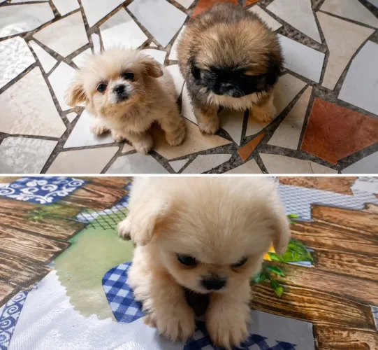 pequines