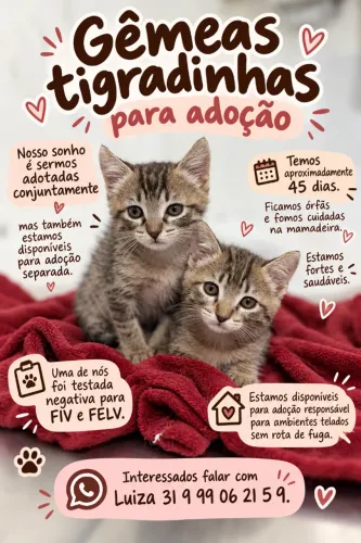 Gato