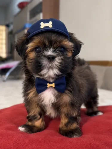Filhote Shih Tzu ?