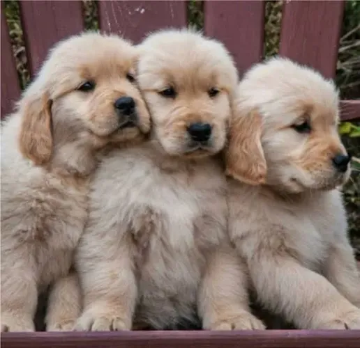 Doação golden