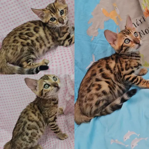 Bengal Rosetas Filhotes Gatil Bsb