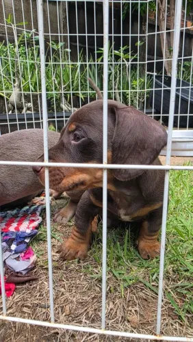 Filhote Macho Dachshund Chocolate ( Salsicha, Cofap, Basset)