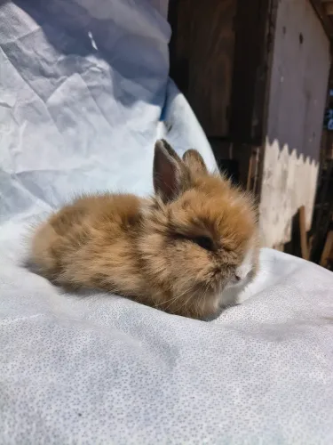 Filhotes de Mini coelhos