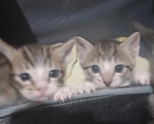 gatinhos pra adoção