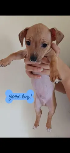 Filhotes de Pinscher