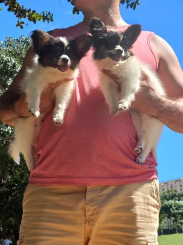 Filhotes de Papillon (Spaniel Anão Continental)