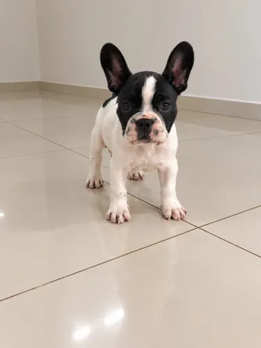 Bulldog francês macho