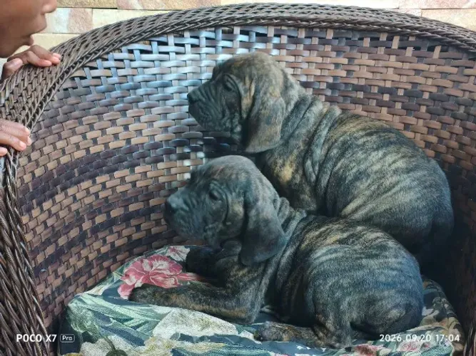 Filhotes de Fila Brasileiro Excepcionais .