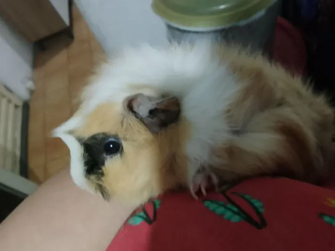 Porquinho da india