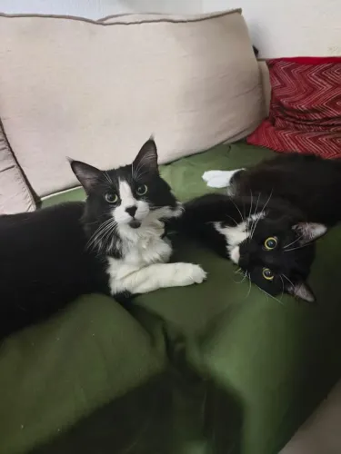 Gatos para adoção 